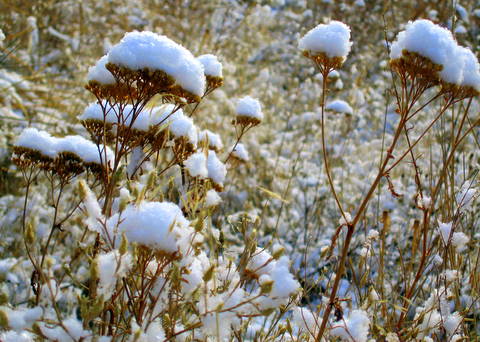 snow flowers